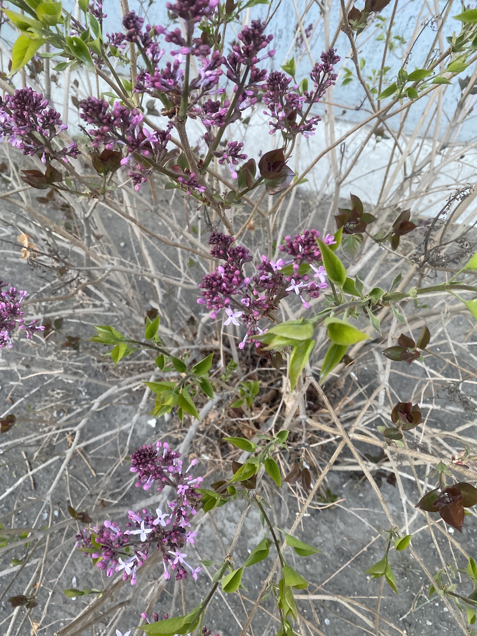 Early lilac
