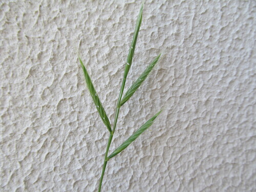 Brachypodium distachyon iNat (2)