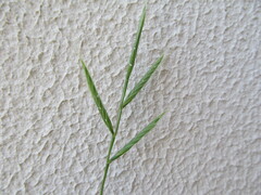 Stiffstalk False Brome (Brachypodium distachyon)
