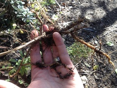 Eccremocarpus scaber