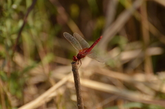 Crocothemis