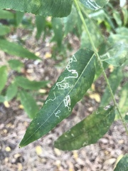 Stigmella longisacca