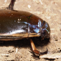 Cybister lateralimarginalis