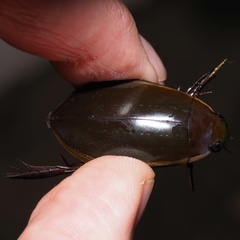 Cybister lateralimarginalis