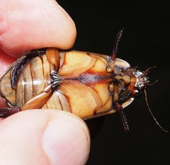 Cybister lateralimarginalis