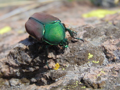 Cotinis laticornis