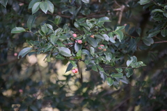 Euonymus tingens