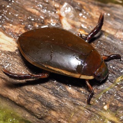 Cybister lateralimarginalis