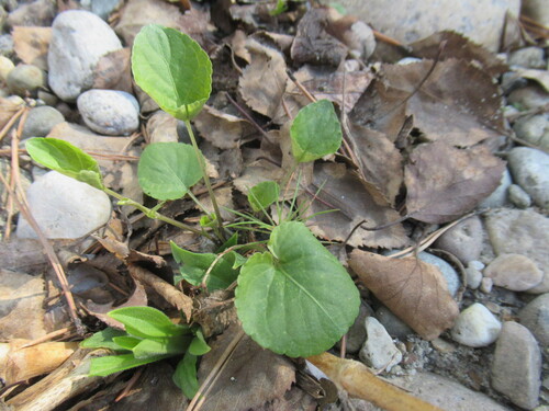 Viola sacchalinensis iNat (2)