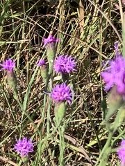 Liatris cymosa