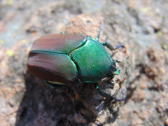 Cotinis laticornis