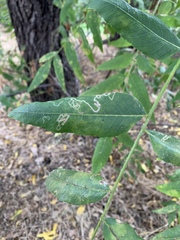 Stigmella longisacca