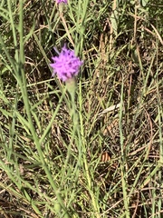 Liatris cymosa