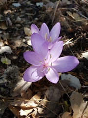 Colchicum feinbruniae