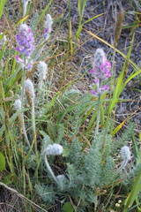Oxytropis splendens
