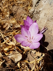 Colchicum feinbruniae
