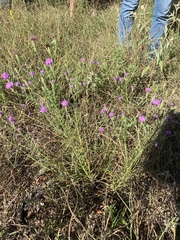 Liatris cymosa