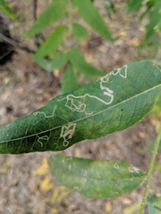 Stigmella longisacca