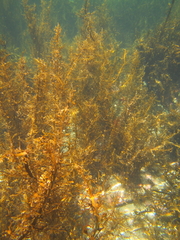 Carpophyllum plumosum