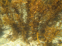 Carpophyllum plumosum