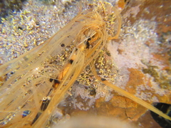 Zostera