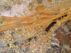 Zostera
