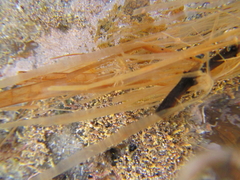 Zostera