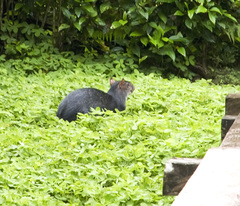 Dasyprocta fuliginosa