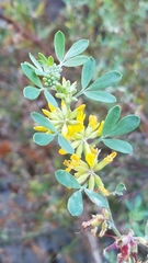 Acmispon dendroideus