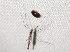 Gonomyia pleuralis