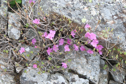 Rhododendron mucronulatum iNat (2)