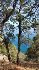 Lyonothamnus floribundus floribundus