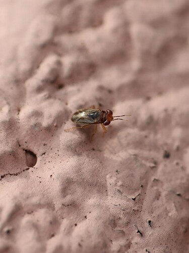 Umbrageocoris maai observed 2025-05-17