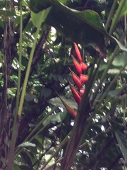 Heliconia bihai