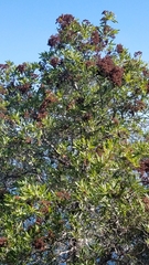 Lyonothamnus floribundus floribundus