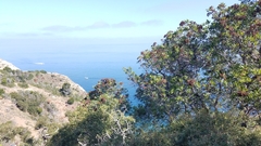 Lyonothamnus floribundus floribundus