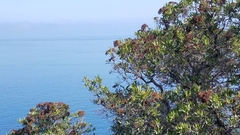 Lyonothamnus floribundus floribundus