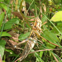 Cyrtacanthacris tatarica