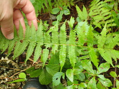 Coryphopteris simulata