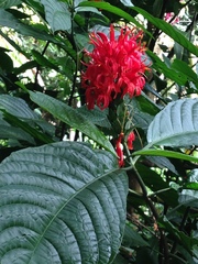 Pachystachys coccinea
