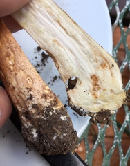 Agaricus subrufescens