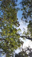 Lyonothamnus floribundus floribundus