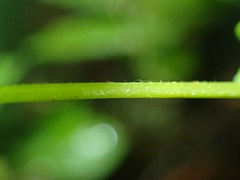 Coryphopteris simulata