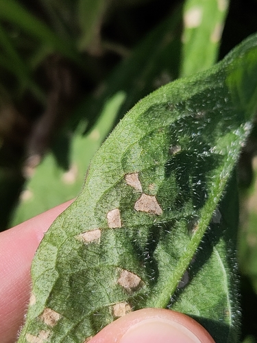 Ramularia triboutiana