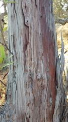 Lyonothamnus floribundus floribundus