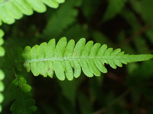Image of Coryphopteris simulata by (c) John Baur, some rights reserved (CC BY)