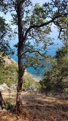 Lyonothamnus floribundus floribundus