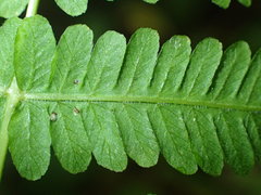 Coryphopteris simulata