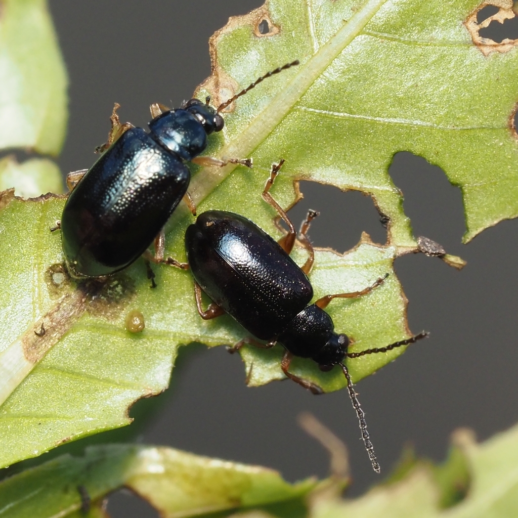 Pale-legged flea beetle