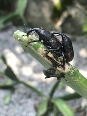 Cactophagus spinolae